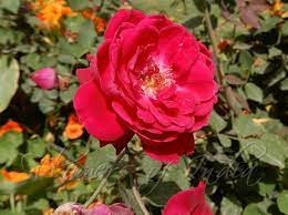 rosa indica indian fragrant rose