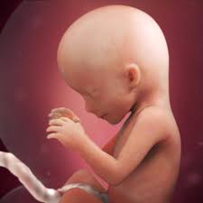 16 Weeks Pregnant Fetal Development Babycentre Uk