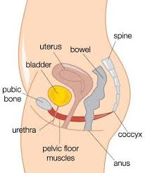 pelvic floor anatomy myphysiosa