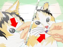 However, there are moments when your eye discharge often includes both eyes and appear white, yellow or green with a sticky consistency. How To Treat Cat Eye Infection 9 Steps With Pictures Wikihow