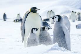 Emperor penguins are universally cute. Antarctic Icon 44 Facts About The Emperor Penguin