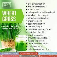 health benefits of wheat gr steemit