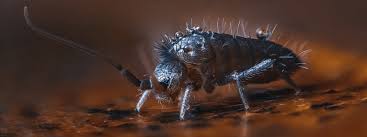 springtails in the bathroom