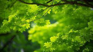 green tree background images hd