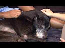 So where can a guy get a good home euthanasia kit? Vet Brings Peace To Pets Families With In Home Euthanasia Youtube