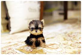 Yorkie, biewer terriers puppies for sale. Tiny Teacup Yorkie Yorkshire Terrier For Sale 50 Off Prices