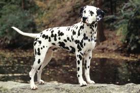 The dalmatian club in england developed in 1890, which led on to establishing the breed's official standard. Dalmatian Puppies For Sale From Reputable Dog Breeders