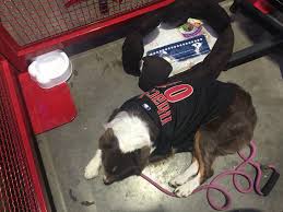 How To Take Your Dog To The Ball Game