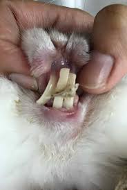 best ways to keep your rabbits teeth short