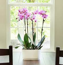 giving phalaenopsis orchid plants as