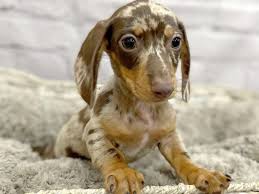 dachshund puppy chocolate tan id