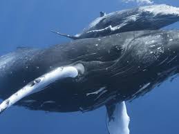 Humpback whales are a cosmopolitan species, found in most of the world's oceans. Whale Species Wwf