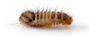 carpet beetle larva learn about nature