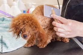 small chocolate toy poodle during a