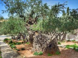 garden of gethsemane danny the digger