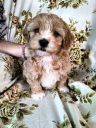 ready next friday smoodles toy poodle