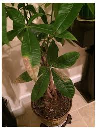The species used for a money tree plant is formally known as pachira aquatica, which is native to swamp lands in south america. Unhealthy Money Tree Help
