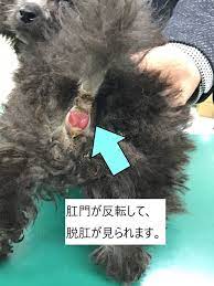 内科症例（2か月齢の犬、脱肛） | モリヤ動物病院（町田市・大和市つきみ野）