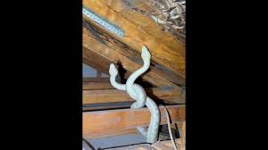 attic was 2 snakes fighting