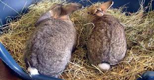 bedding and litter rabbit welfare