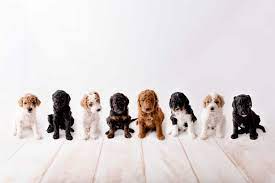 Mini goldendoodle puppies for sale in idaho | doodles4love.com. Goldendoodle Colors A Complete Guide