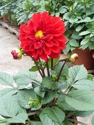 Check spelling or type a new query. Patio Dahlia Dahlia Gogo Red From Growing Colors