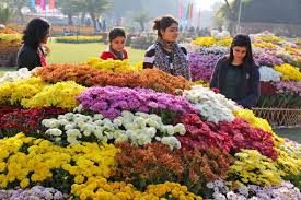 Find top online residential terrace garden designing professionals for renovation, modification of residential in india. At Terraced Garden Chandigarh Chrysanthemum Flower Show 2016 Chandigarh City
