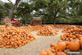 pumpkin village in texas