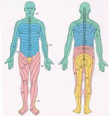 Spinal Cord Anatomy Nerves Impulses Fluid Vertebrae