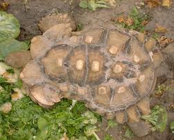African Sulcata Tortoise Growth Chart Best Picture Of