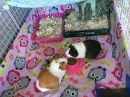pin on guinea pig cage ideas