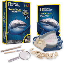Browse 121 tiger shark teeth stock photos and images available, or start a new search to explore more stock photos and images. Amazon Com National Geographic Shark Tooth Dig Kit Excavate 3 Real Shark Fossils Including Sand Tiger Otodus And Crow Shark Great Science Gift For Marine Biology Enthusiasts Of Any Age Toys
