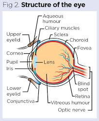eye anatomy and the visual sensory