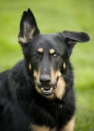 The doberman shepherd is not a purebred dog. 15 Adorable Doberman Mixes Black Brown And Awesome All Over
