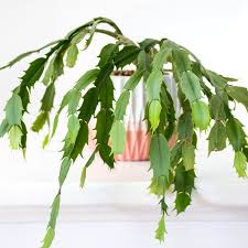 Do you want to grow a plant that blooms only during that special season? Christmas Cactus Care How To Grow Maintain Christmas Cactuses Apartment Therapy