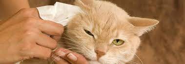 how to clean cats ears a comprehensive