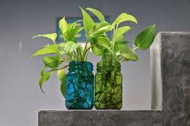 Can Pothos Grow In Water And For How