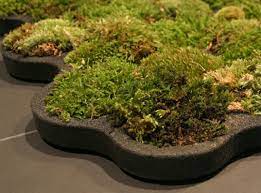 living moss carpet adds a touch of