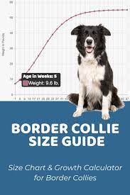 border collie size guide size chart