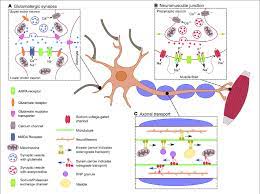 motor neurons schematic
