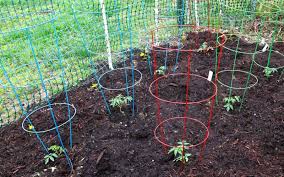 a guide to tomato cages home for the
