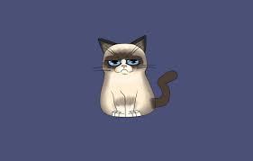 100 grumpy cat wallpapers