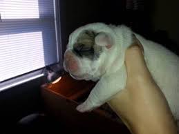 Kennel hounds, dogs and all kinds of cats Olde English Bulldog Puppies For Sale In New Bedford Massachusetts Classified Americanlisted Com