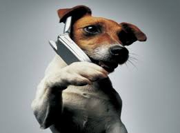 「電話をかける犬」の画像検索結果