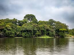 the amazon rainforest in brazil