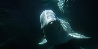 Are belugas friendly?