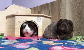 Guinea Pig Beds Hideouts Hammocks