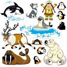 Children love to learn about animals, especially animals that can survive in the cold harsh arctic tundra! Set With Cartoon Animals Of Arctic Isolated Pictures For Little Kids Royalty Free Cliparts Vectors And Stock Illustration Image 24027404