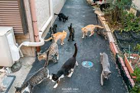 猫好き必見！福岡県の世界的な猫の楽園！相島大特集(後編) | 脱サラリーマンがフリーのカメラマンになっちゃった♪