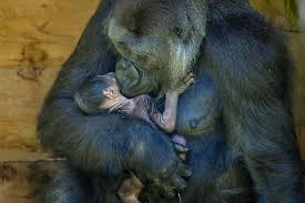 critically endangered gorilla gives